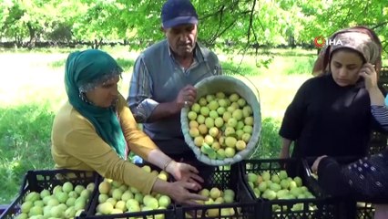 - Sarı altın iç piyasanın yanı sıra yurt dışına da ihraç ediliyor