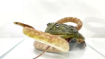 Jabba ( AFRICAN BULL FROG ) vs Orange snake. Who will win_