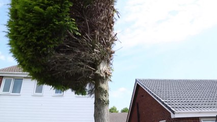 'Petty' neighbourly dispute sees homeowner trim overhanging tree in half