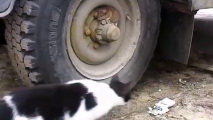 Kediden kaçan fare öyle bir yere saklandı ki...