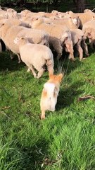 Determined Borgi Herds Sheep Like A Pro
