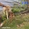 Etats-Unis: Un chien sauve de la noyade un faon en difficulté dans un lac - Regardez les images du sauvetage qui font le tour du monde sur les réseaux sociaux