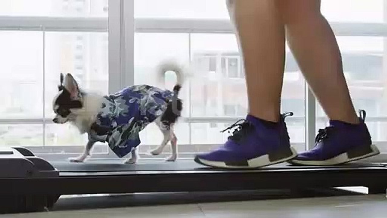 cat work out