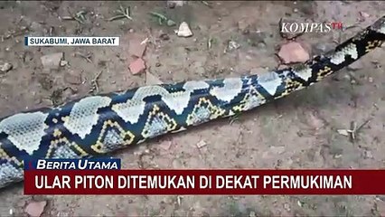 Ular Piton Sepanjang 3 Meter Ditemukan Warga Saat Hendak Mencari Rumput
