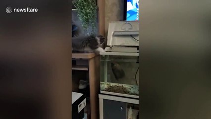 Ce poisson ne se laisse pas faire face à un chat...