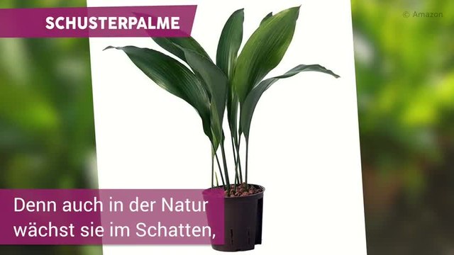 Diese 7 Pflanzen sind bestens fürs Badezimmer geeignet