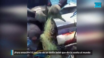 El rescate de un delfín bebé que dio la vuelta al mundo