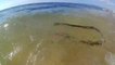 Des touristes découvrent un énorme serpent en pleine chasse en bord de plage
