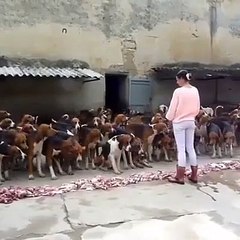 Elle maitrise 50 chiens de chasse... Incroyable