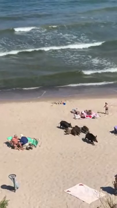 Insolite : une harde de sangliers sauvages au milieu des touristes sur une plage en Pologne