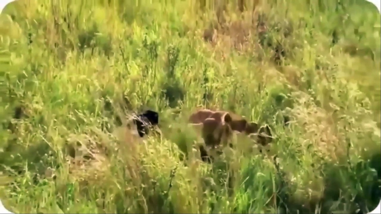 ANIMALS HUNTING COMPILATIONANIMALS
