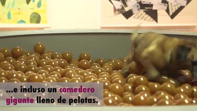 Entretenimiento canino: ¡un museo para perros!