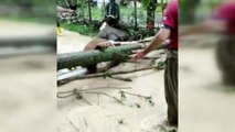 Fırtınadan devrilen ağaç elektrik tellerini kopardı, 4 büyükbaş hayvan akıma kapıldı