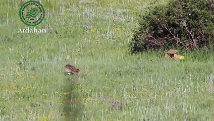 ERZURUM -  Vatandaşlarca bulunan toy kuşu yavrusu annesi ile buluşturuldu