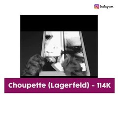 Petfluencers animales con más seguidores