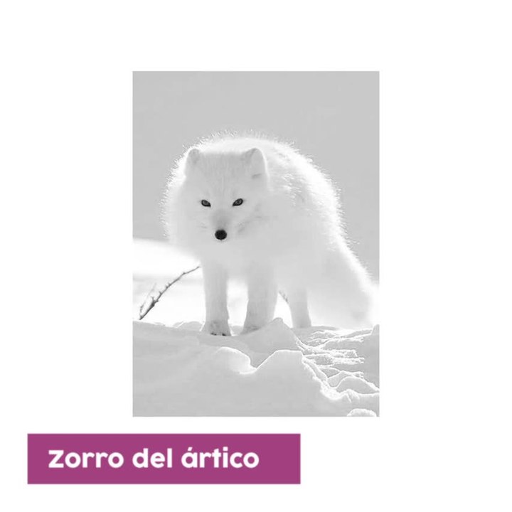 animales bonitos
