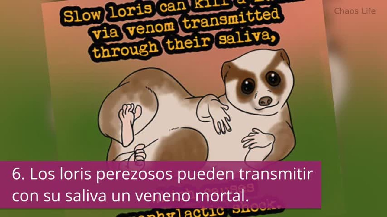 No te vas a creer estas curiosidades tan extrañas de estos animales...