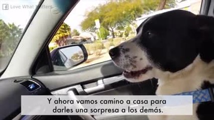 Cuando tu perro desaparece durante casi dos semanas...