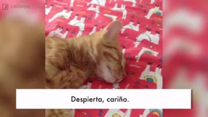 ¡A este gato solo lo despierta el olor a comida!