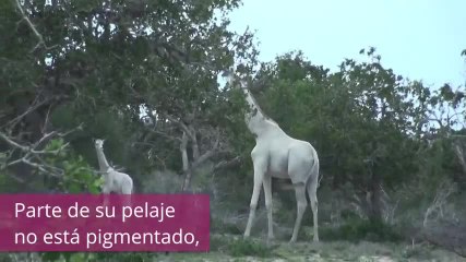 ¿Podrán ser las jirafas también albinas