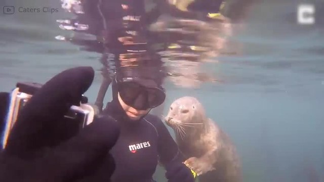 ¡Estas focas parecen animales domésticos totalmente!