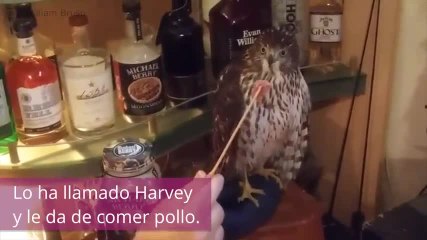 ¡Este halcón es muy peculiar, mira lo que le pasa tras el huracán!