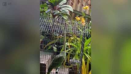 ¡Este loro canta mucho mejor que nosotras en la ducha!