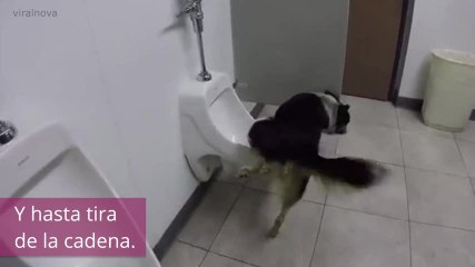 ¡La mejor habilidad que un perro podría tener!