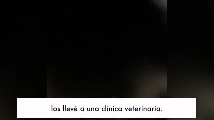 ¡De viaje por el desierto y encuentra dos cachorritos abandonados!