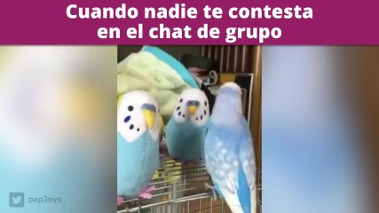 ¡Este pajarito confunde a unos peluches con pájaros de verdad!