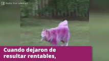 Perros de color rosa: la triste historia de dos Samoyedos