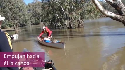¡Salvan a este koala de una forma súper graciosa!