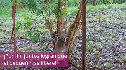 ¡Esta mamá koala logra salvar a su cría de una muerte segura!