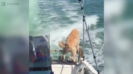 ¡Este perrito está absorto mirando los saltos de los delfines!