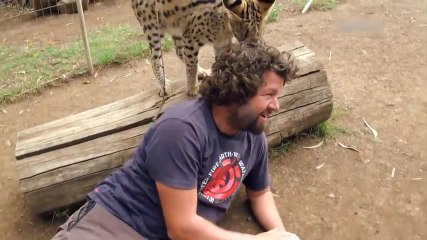 ¡Este precioso serval se ha encaprichado del pelo rizado de un cámara!