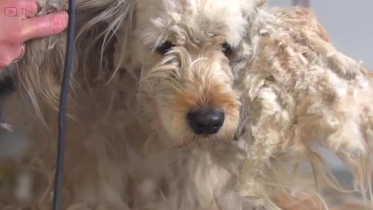 ¡Increíble transformación de este perrito abandonado!