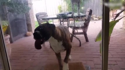 ¿Qué tendrá la ventana que le guste tanto a este perrito