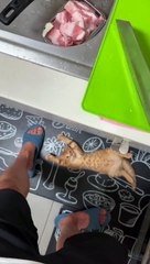 Lazy Kitty Enamored with Owner's Cooking Process