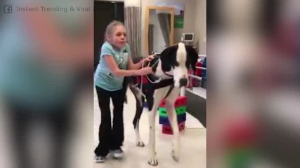¡Esta niña aprende a caminar con la ayuda de su perro!