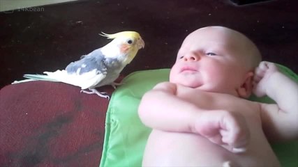 ¡Este pajarito es una niñera estupenda y le canta al bebé!