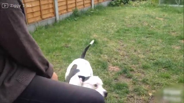 ¡Este perrito lleva el ritmo en las venas!