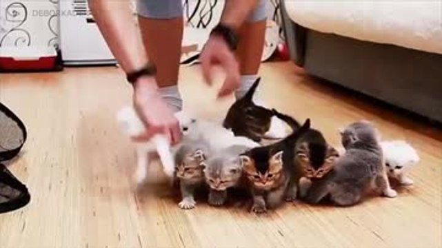 ¡Así de complicado es sacarle una foto a una camada de gatitos!