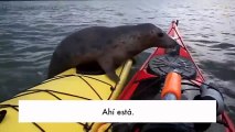 Toda una experiencia: ¡una foca se sube al kayak de esta pareja!