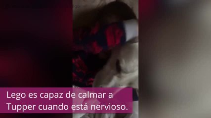 Un perro Labrador, ¡el mejor amigo de este niño autista!