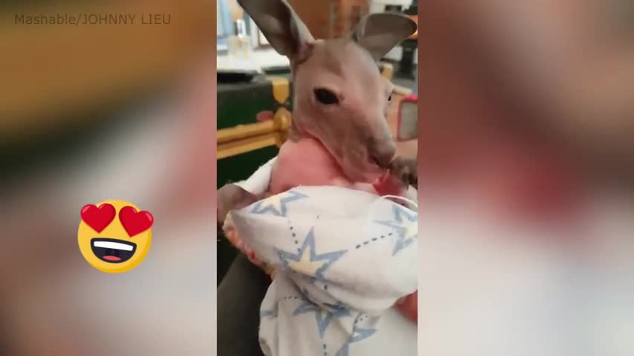 ¡Este adorable bebé canguro no para de bostezar!