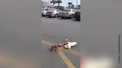 ¡Esta pequeña Yorkshire tiene un juguete más grande que ella!