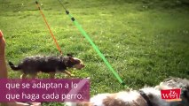 Correa doble para perros: ¡la solución si tienes varias mascotas!
