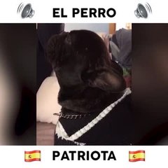 VIRAL - El perro patriota