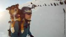 ¡A este perrito le encanta esquiar con su dueño!