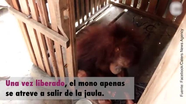 ¡Logran liberar a este mono después de un mes enjaulado!